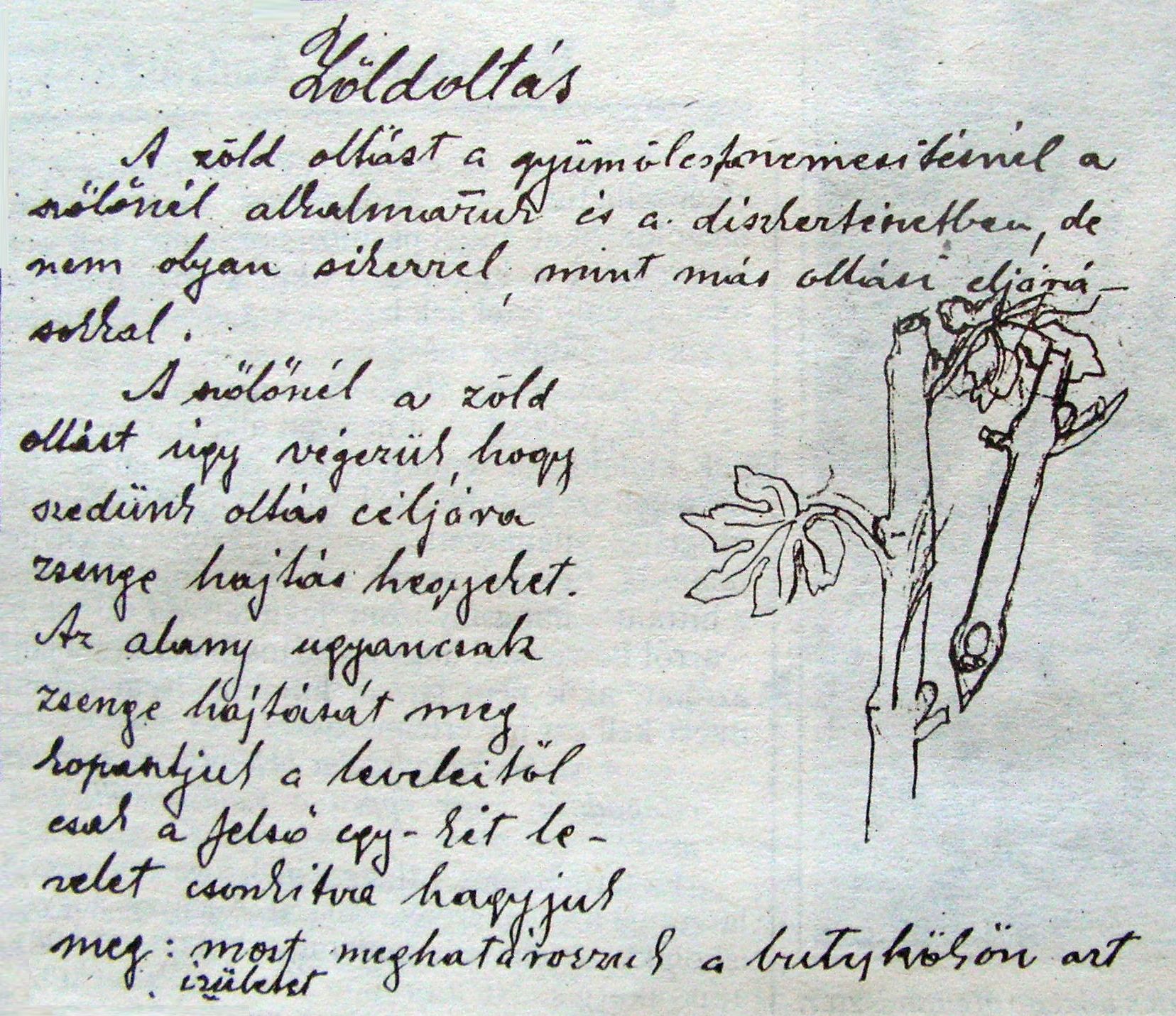 Részlet Hankovszky Zsigmond diákkori jegyzetfüzetéből